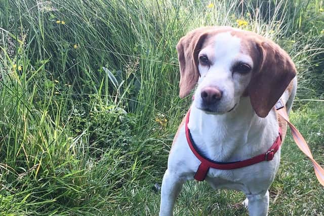Veterinary Surgeon at The Irish Blue Cross, Ciara Sweeney continued: “One of the five recent cases we had was Nancy, the fifteen-year-old Beagle. After losing weight very quickly, and developing laboured breathing, Nancy’s concerned owner brought her into our clinic.