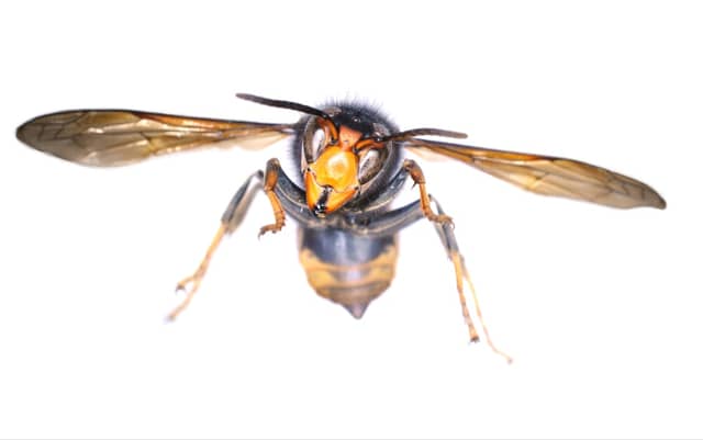 The invasive Asian Hornet (Photo Credit: A O'Hanlon, National Museum of Ireland)