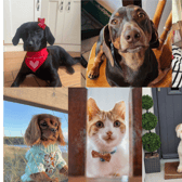 Furry finalists from every county for Nose of Tralee
