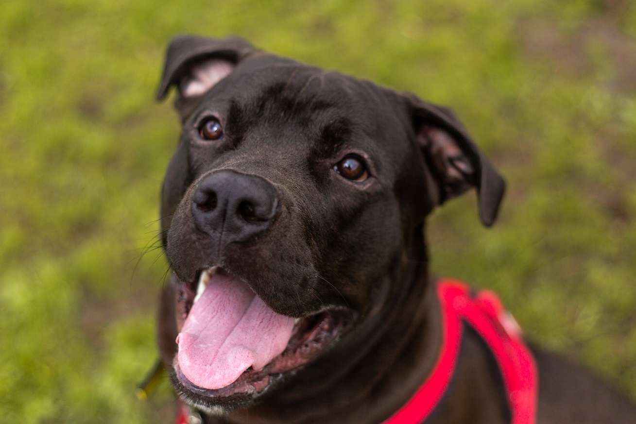 Dogs Trust issues guidance ahead of Dog Theft Awareness Day
