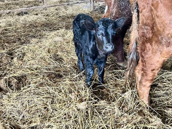 Sharing a picture of the beautiful calf on social media, many others were also in awe of the animal's height, or lack there of!