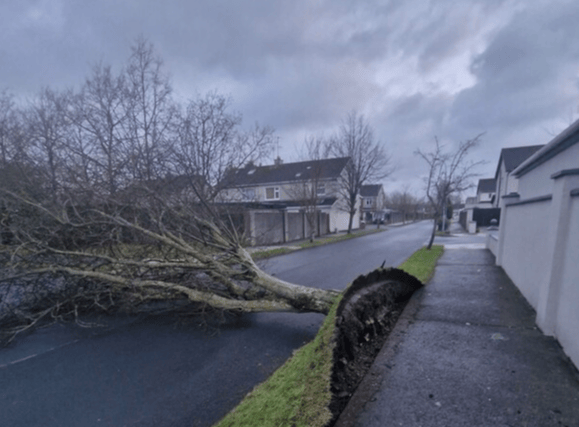 Trees have fallen in multiple locations in Kildare due to Storm Éowyn