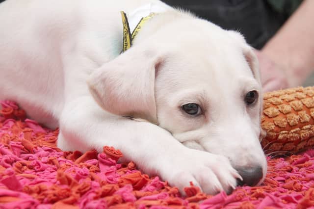 Dogs Trust issues advice to keep dogs happy during fireworks
