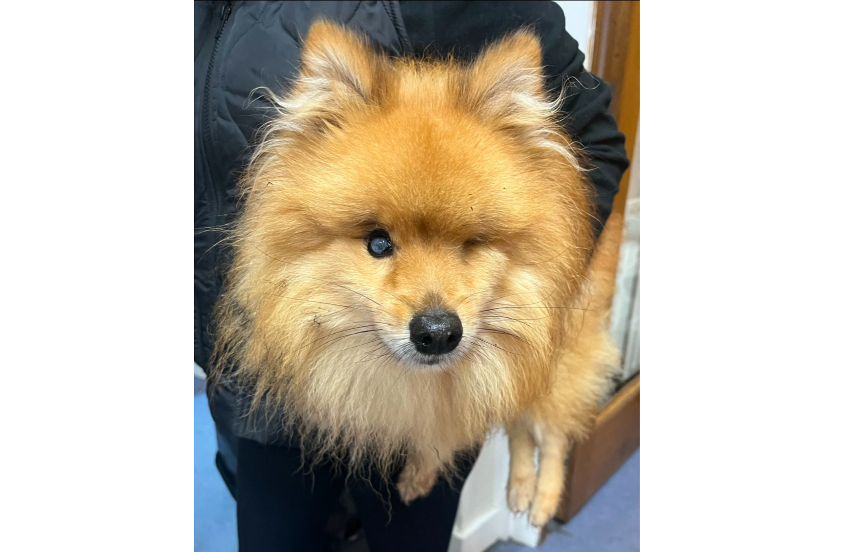 Dog abandoned at DSPCA car park