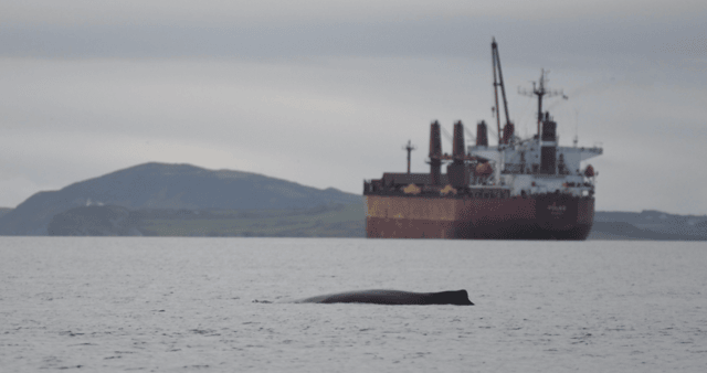 Having a whale of a time in Limerick I PICTURE: Susie Matejka/ Clare IWDG Facebook