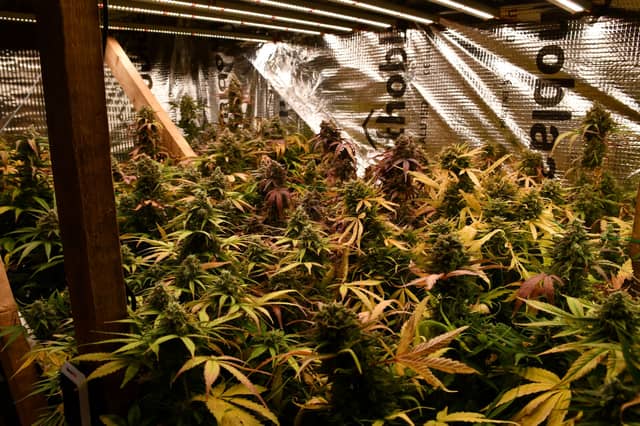Plants seized during the operation PICTURE: An Garda Síochana