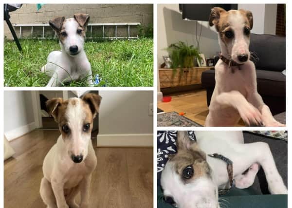 Archie is the last of him and his siblings to find a family.