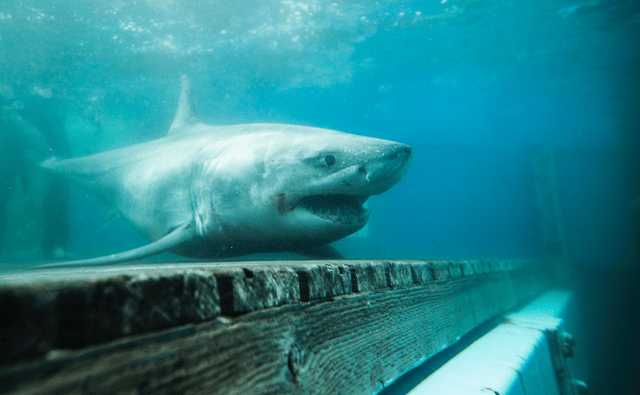 A white shark returns to the ocean. Image credit OCEARCH, Chris Ross