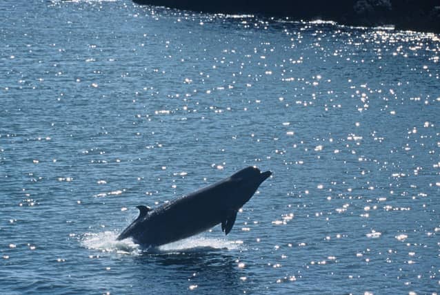 PICTURE: Irish Whale & Dolphin Group