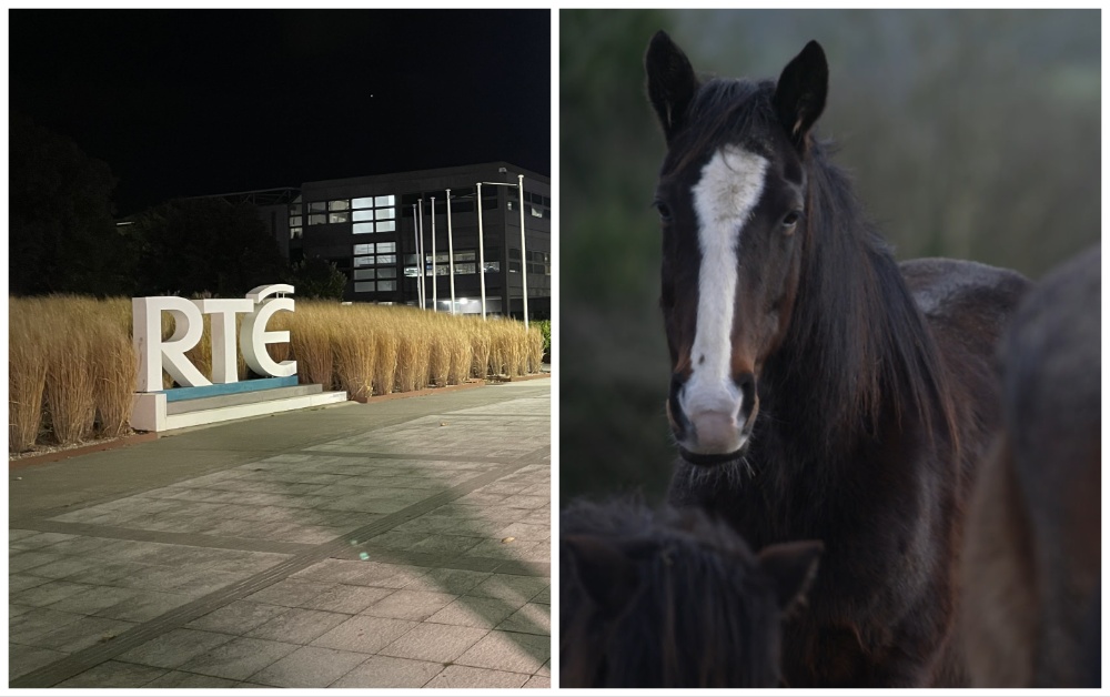 RTÉ said the show was a major new investigation examining the Irish and European horse industries