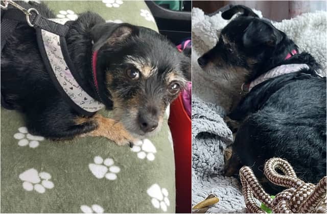 Irish dog stayed by dead owner's side for a month before being rescued