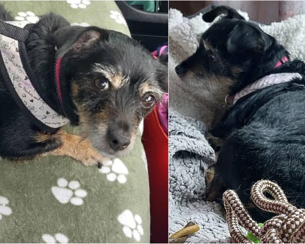 Irish dog stayed by dead owner's side for a month before being rescued