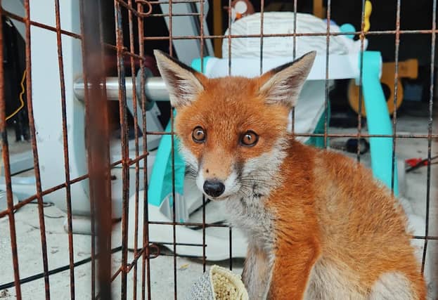 Gardaí baffled during Mayo search as they find caged fox cub
