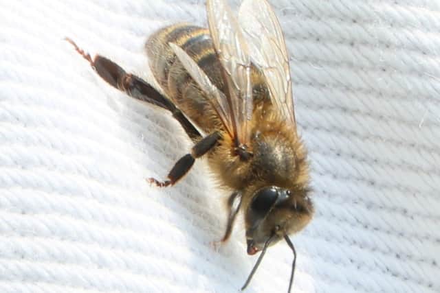 Now researchers need data from ongoing monitoring which will be submitted to the National Biodiversity Data Centre and the help further understand the survival of bees once thought to have been wiped out by the invasive parasite Varroa destructor.