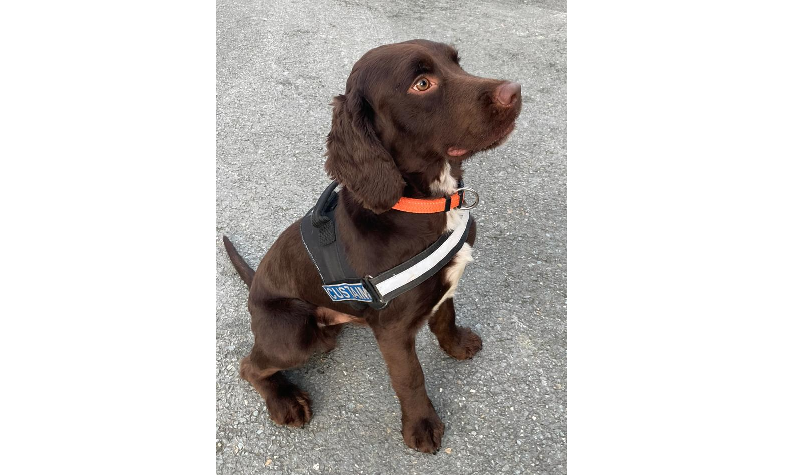 Customs dog, Toby