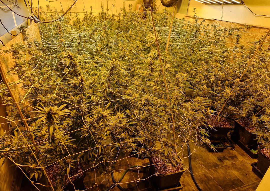 Three males charged following seizure of €700,000 worth of cannabis in Roscommon