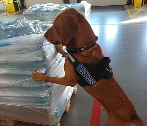 Revenue officers discovered 55kg (121lb) of herbal cannabis concealed in vacuum-packed packages within a consignment of bottled water and garden supplies arriving on a ferry from the UK on Wednesday.
