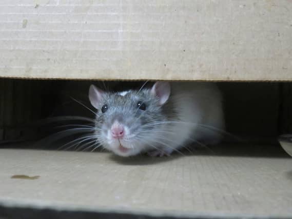 Rats are the top pest threat that premises and businesses need to be aware of