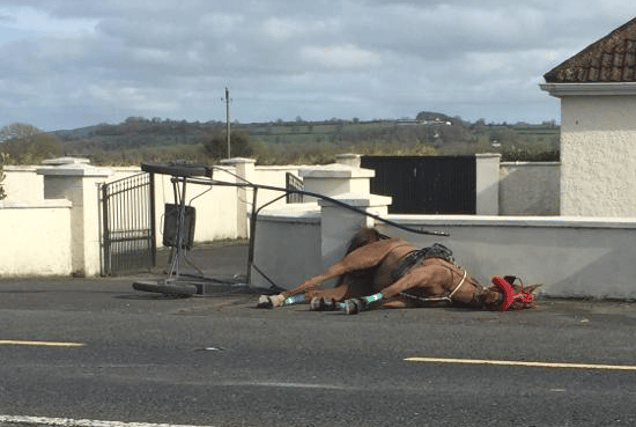 The image of the horse has been widely shared on social media