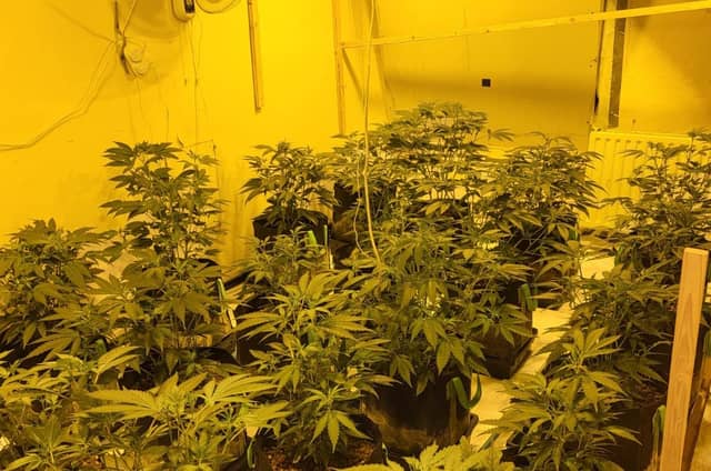 Gardaí find big cannabis growhouses in Galway raids - three people arrested