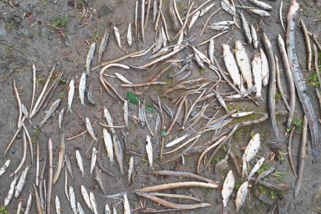 “There was not enough capacity at the plant for the sludge to settle and sludge builds up too high and reached a level and overflows to the river." 