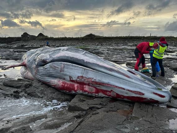 PIC FROM: Irish Whale and Dolphin Group - Facebook