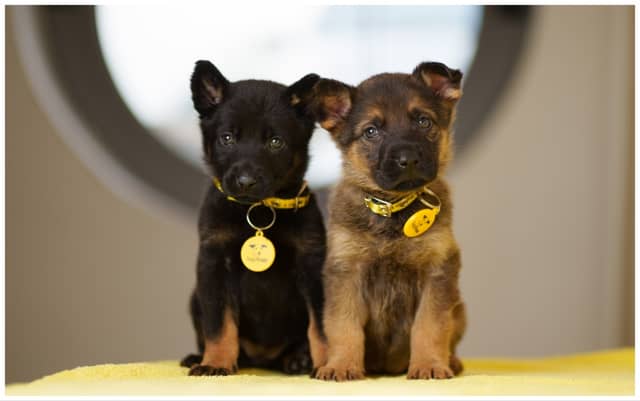 The puppies which were abandoned
