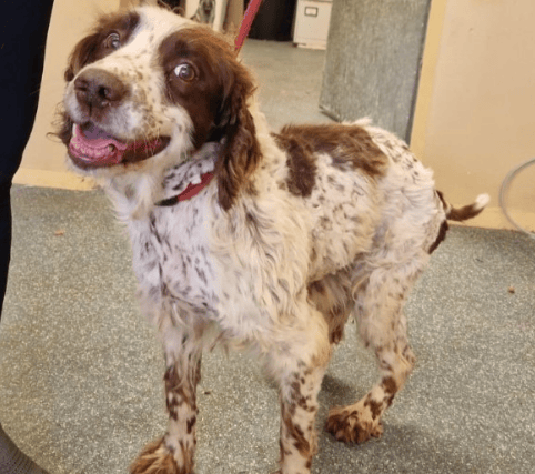 The charity describes the dog - who is approximately 9 or 10 years old - as "affectionate and friendly", with a love of jumping and walks.