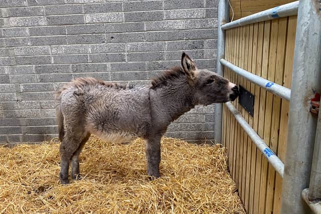 Unfortunately, one of the mares, Linnet, died shortly after giving birth, to Milana, requiring staff at the sanctuary to bottle feed the young foal in her early weeks of life.