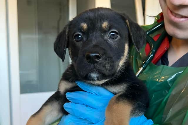 Just before Storm Fergus swept the country over the weekend of December 9 last, the pups that had been abandoned all had diarrhea, potted bellies and tested positive for Parvovirus which can been fatal to infant canines.