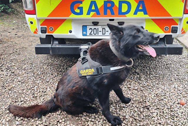 Some of the major successes he has sniffed out over his decade-long career include a €900,000 grow house, along with locating several burglars and recovering plenty of stolen goods.