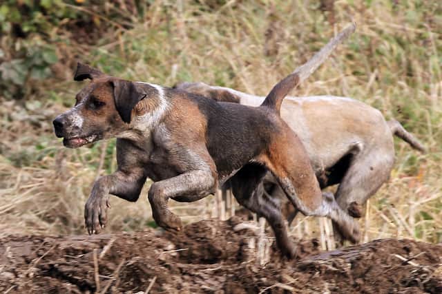 The passing of this motion meant subsequent proposed motions for and against the practices of coursing and fox hunting were not voted upon.