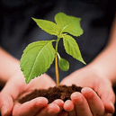 The topic for the Clonmel Horticultural Society meeting is Special Plants for your Garden