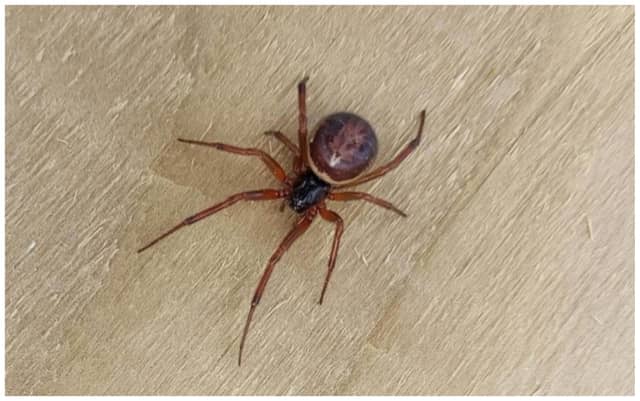 The Noble False Widow Spider