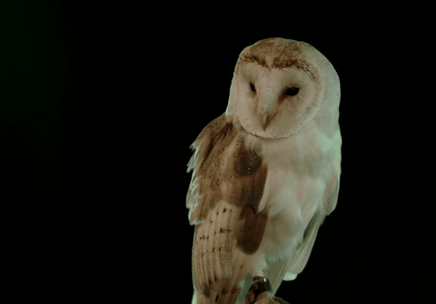 The owl is back