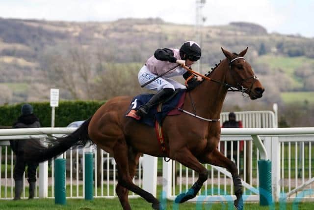 While he maintained his unbeaten record at Cheltenham, he was in the process of being easily defeated by Galopin Des Champs until he fell at the last, however, it later transpired Bob Olinger had pulled a muscle.