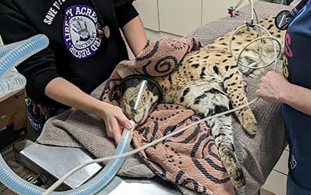 'Cocaine Cat' will live at zoo after escaping owner