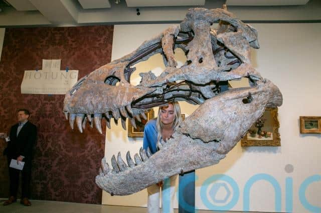 The skull was excavated in 2020 and 2021 in Harding County, South Dakota, where other T. rex skeletons have been found, according to Cassandra Hatton, Sotheby’s head of science and popular culture. She called the area “the world capital for T. rexes”.