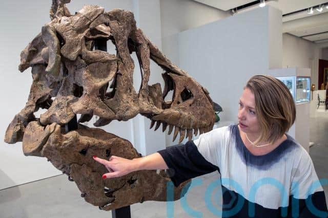 Ms Hatton said two large puncture holes in the skull are evidence of a big fight, probably with another T. rex.