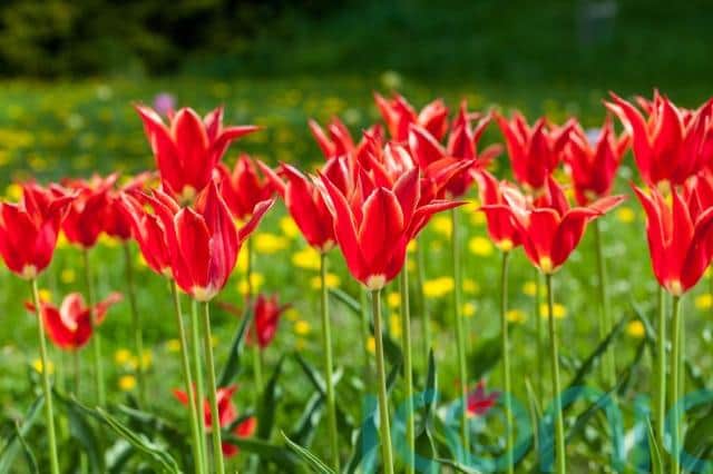 Some brilliant bulbs to plant in autumn are daffodils, tulips and crocuses, she says. “And they’re sure to brighten up your beds and borders in the new year, signalling the new season of growth.
