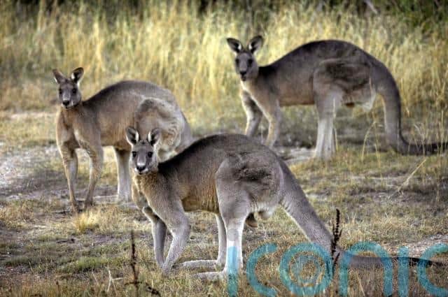 “This looks like it was an adult male and they become quite aggressive and they don’t do well in captivity,” Ms Irwin said.