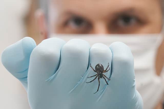 Over the past five years, the team at the NUIG’s Venom Systems Lab, led by Dr Michel Dugon, studied a range of characteristics specific to the species including its venom, symptoms after envenomation, ecology and behaviour.