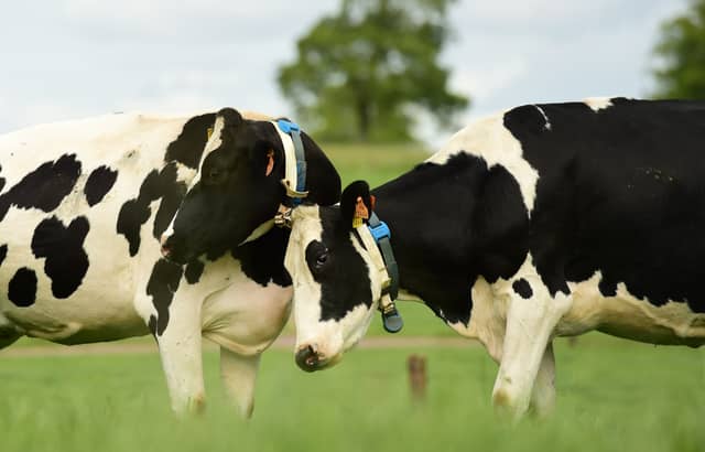 By using farmer-used Apps and AI technician devices, it ensures the best and balanced matings are made by Irish dairy females