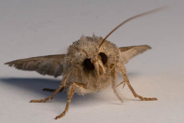 The presence of moths can become very costly for home or business owners, both financially and emotionally - nobody wants to find holes in a quilt handed down from a beloved grandparent or in a carefully stored wedding dress. And no one wants to see their hard work wasted with stored products destroyed through moths feeding.