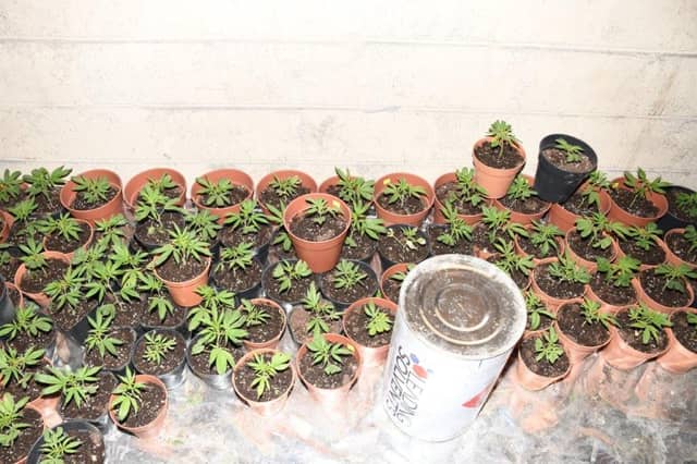 Cannabis worth over €200,000 found in shed by Garda drugs unit