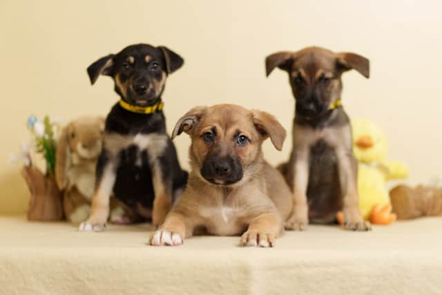 Storing your local veterinary practices out of hours number in your phone and bringing the packaging of what you suspect you dog has eaten can play a vital role in aiding a speedy recovery. 