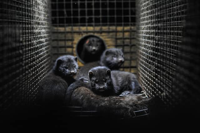 There are currently three active farms in the State that breed and rear mink for the purposes of pelting for the fur industry, which will be closed under the new plan