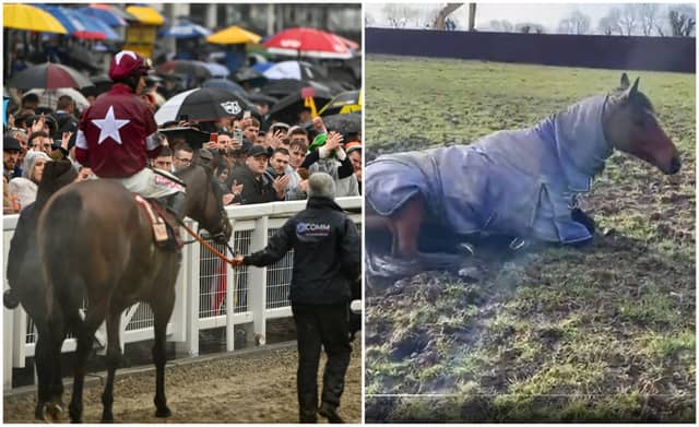 WATCH: Tiger Roll living up to his name and already enjoying retirement after Cheltenham