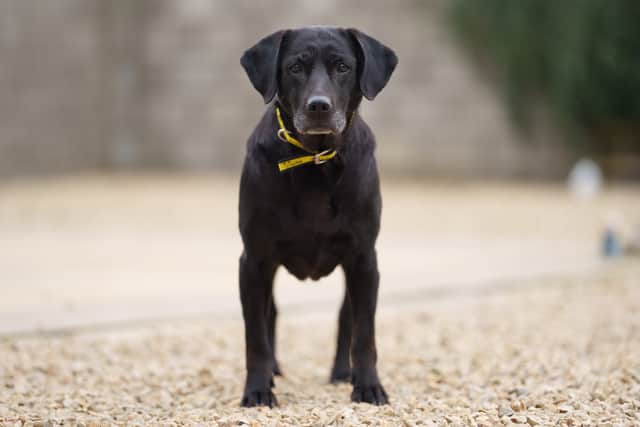 Six-year-old Bumble’s owner sadly passed away last year but the charity took her and her three siblings into their care and have since found loving homes for each of the Labradors.