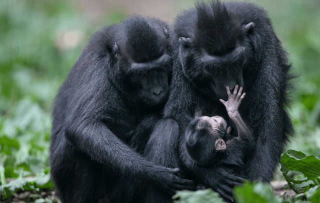 Cuteness overload! Baby monkey arrives at Tayto Park